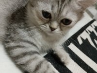 4 AYLIK KEDİMİZE ACİL YUVA ARIYORUZ