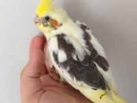 Acil yeme düşmüş sultan papağanı