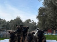 Muhteşem Belçika Malinois Yavrularımız