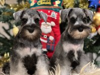 FCI secereli Miniatute Schnauzer yavruları