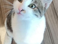 ÇOCUKLU AİLELER İÇİN UYGUN KEDİMİZ ISIRMA TIRMALAMA YOK