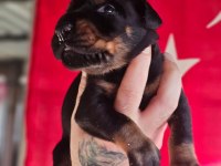 FCI Şecereli King Doberman Yavrular