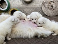 Kar beyaz samoyed yavrular ırk ve sağlık garantili