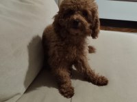 Acil Toy Poodle İstanbul Anadolu Yakası