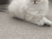 Yün Yumağı Çok Tatlı Chinchilla Yavrular