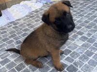 Safkan Irk Garantili belçika kurdu