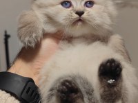 British Longhair Yavrumuz