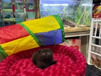 Çikolata Scottish Fold Erkek Bebek