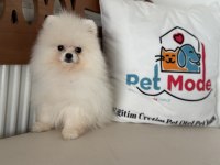 Show Kalite Pomeranian Boo Yavrularımız