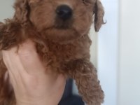 2 Erkek Poodle