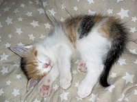 British shorthair kırması kedimiz