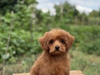 Red Maltipoo Erkek Küt Burun