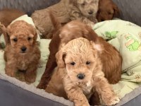 Ruhsatli Köpek Çiftliğinden Maltipoo Yavrularımız