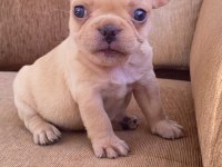 Egzotic FRENCH BULDOGG yavrular teslime hazır.