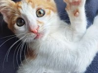 2 aylık çok oyuncu iri yapılı ve sıcakkanlı bebek kedimiz