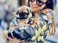 SAHİBİNDEN YAVRU PUG