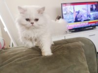 Silver point british longhair dişi