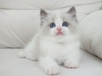 Full şecereli ragdoll yavruları