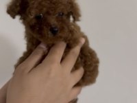 Teacup red ve red brown dişi erkek poodle yavrular