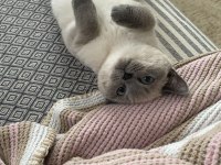 Ücretsiz british shorthair kedisi