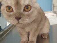 Scottish fold kedimize yeni yuva arıyoruz