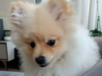 Pomeranian erkek 5 aylık