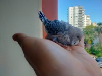 Ele alışık yavru muhabbet kuşu