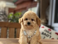 ORJİNAL MALTİPOO