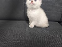 2.5 Aylık Dişi British Shorthair