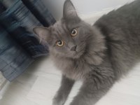 Manine coon dişi ve erkek