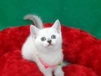 British shorthair tatlı yavrumuz