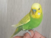 KONUSAN ERKEK MUHABBET KUSU