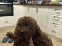 Erkek 1 yaşında toy poodle 1 kg