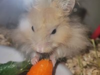Hamster ücretsiz sahiplendirme