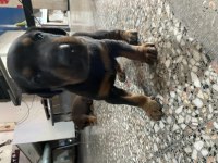 Kaliteli Doberman yavruları