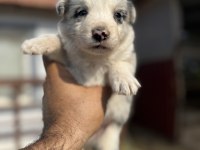 BLUE MERLE VE SİYAH BEYAZ SAFKAN BORDER COLLİE YAVRULAR