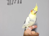 Konuşan sultan papağanı 1 yaşında