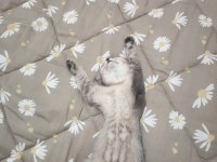Scottish fold kedim 4 aylık sahibini arıyor