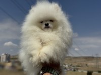 Safkan teddy surat pomeranian ziyarete açık