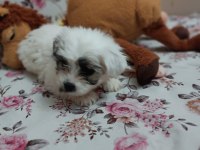 Terier Malta Maltese maltipoo Sıfırboy