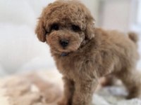 Toy Poodle Köpekleri