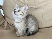 Scottish tabby dişi 2 aylık