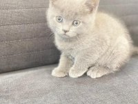 British shorthair orjinal