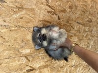 Pomeranian erkek yavru