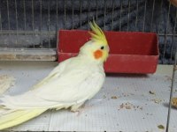Dişi Lutino Sultan Papağanı
