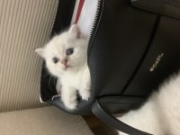 Safkan Erkek Kedimiz Yeni Ailesini Arıyor