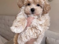 Kore Maltipoo Köpeği