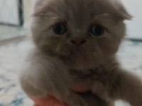 KEDİLERİMİ SAHİPLENDİRMEK İSTİYORUM