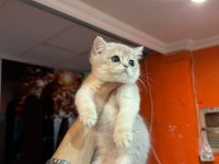 Blue Golden British Shorthair