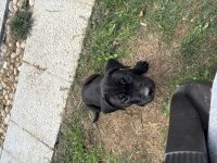 Cane corso safkan yavru